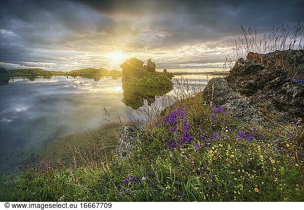 Lavaformationen aus vulkanischem Gestein von Kalfaströnd mit gelben und lila Blumen  Sonnenstern am dramatischen Himmel spiegelt sich im See Mývatn  Skútustaðir  Norðurland eystra  Island  Europa