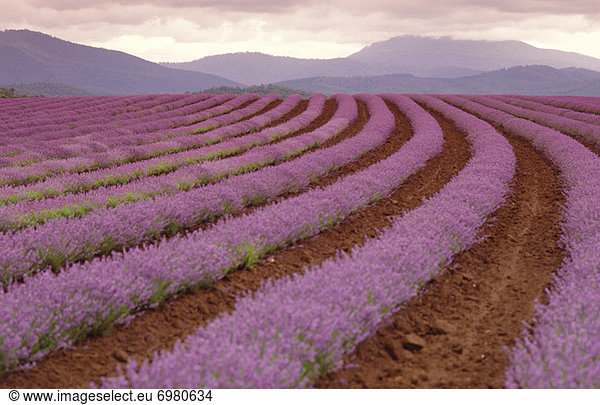 Lavendel Ernte