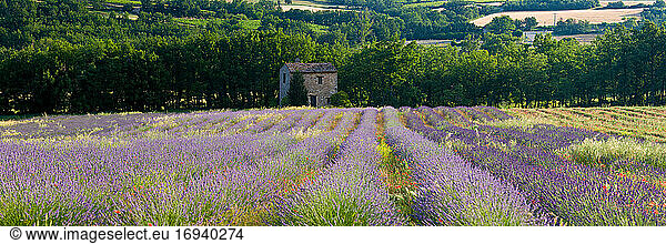 Lavendelfeld  Der Luberon  Provence  Frankreich