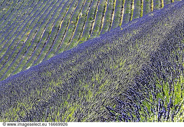 Lavendelfeld (Lavandula angustifolia) bei Banon  Luberon  Provence  Frankreich  Europa