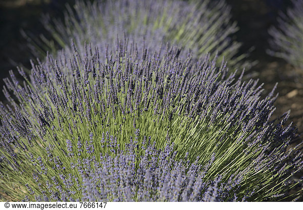 Lavendelfeld  Provence  Provence-Alpes-Cote  Frankreich  Europa