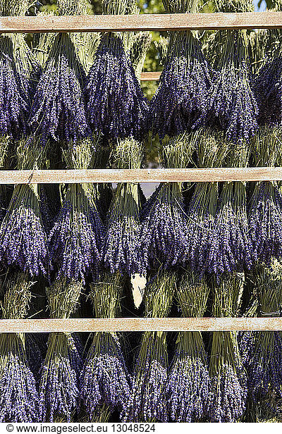 Lavender drying on rack
