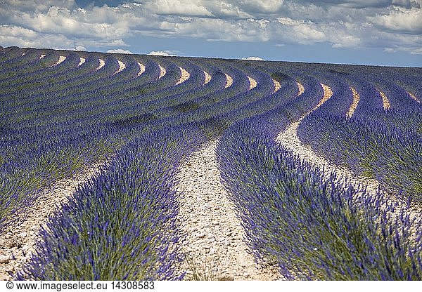 Lavender field in front of clouded sky  Plateau de Valensole  Alpes de Haute Provence  Provence  France  Europe