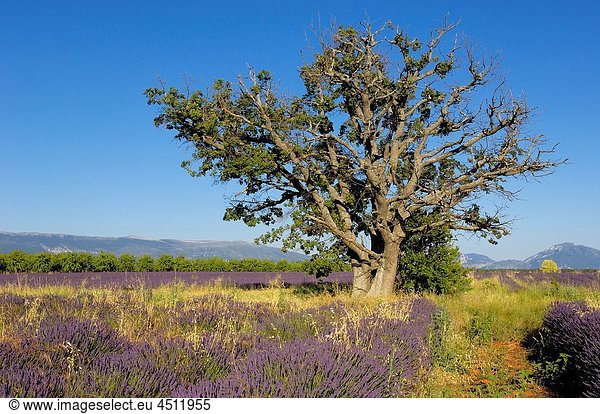 Lavender field in full blossom at Plateau de Valensole  Alpes-de-Haute-Provence  Provence-Alpes-Côte d´Azur  France