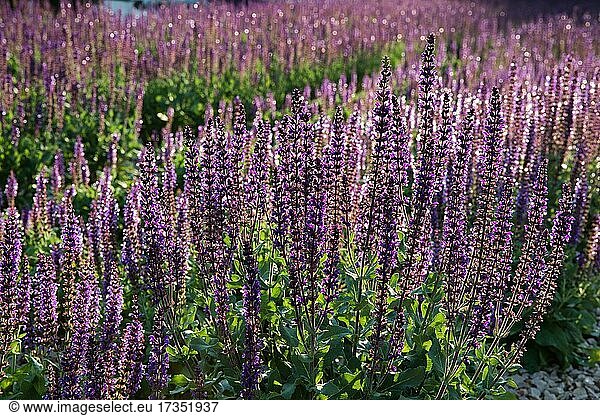 Lavender field  Krasnodar  Russia  Europe