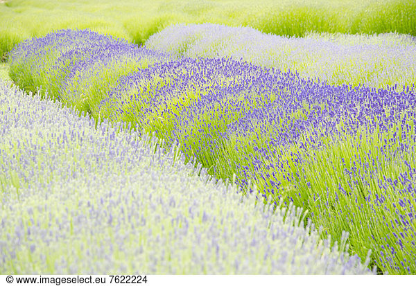 Lavender flowers growing in field