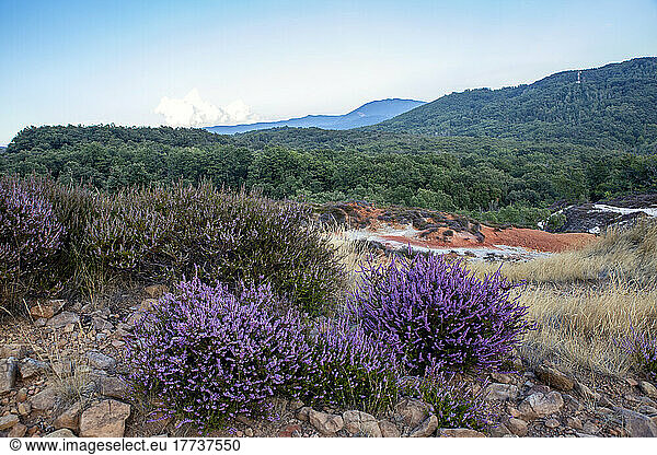 Lavender growing at at geothermal natural park Biancane st Monterotondo Marittimo  Grosseto  Italy