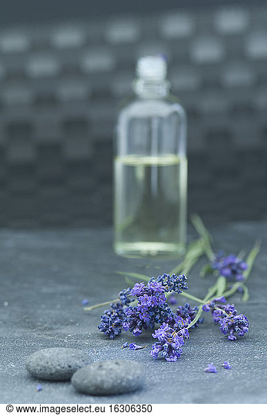 Lavender oil in a glass bottle  twigs of lavender and grey pebbles