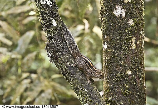 Layard-Palmenhörnchen  Nagetiere  Säugetiere  Tiere  Layard's Palm Squirrel  Sri Lanka  Asien