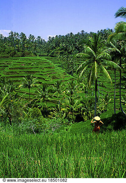 Layered rice fields in Bali Rich green color