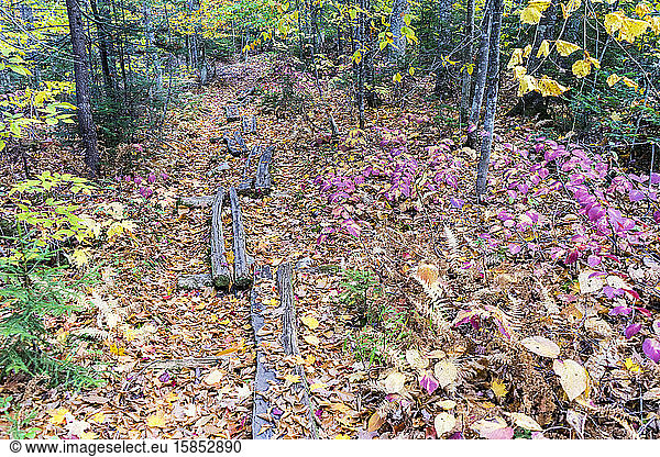 Leaf covered Trail thru the woods