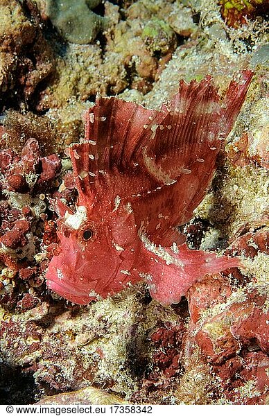 Leaf fish (Taeninotus triacanthus)  sitting camouflaged in coral reef  Pacific  Palau  Oceania