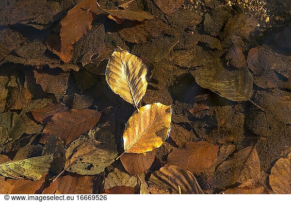 Leaf of a Common beech (Fagus Sylvatica) on the water surface