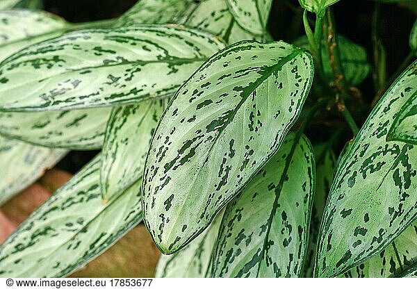 Leaf of tropical 'Aglaonema Commutatum Silver Queen' plant with beautiful silver markings