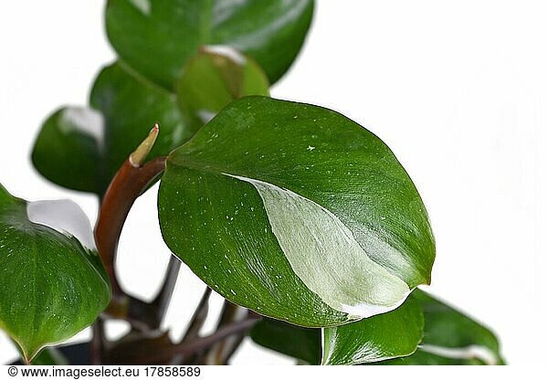 Leaf of tropical 'Philodendron White Knight' houseplant with white variegation spots on white background