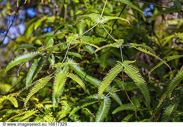 Leaf shoots of the tree fern  Hawai?i-Volcanoes National Park  Big Island  Hawaii