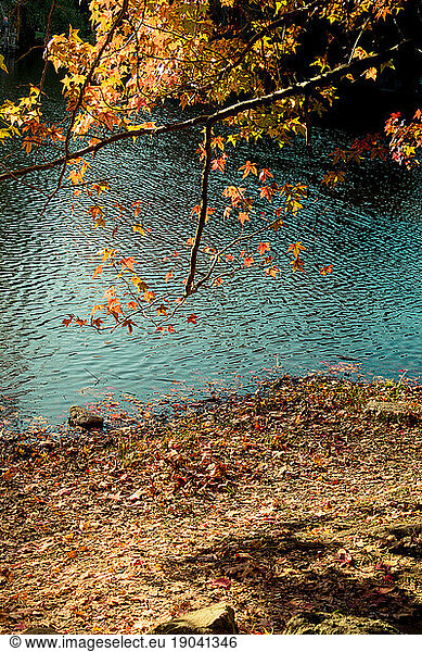 Leaf texture and background on water. Dry leaves texture