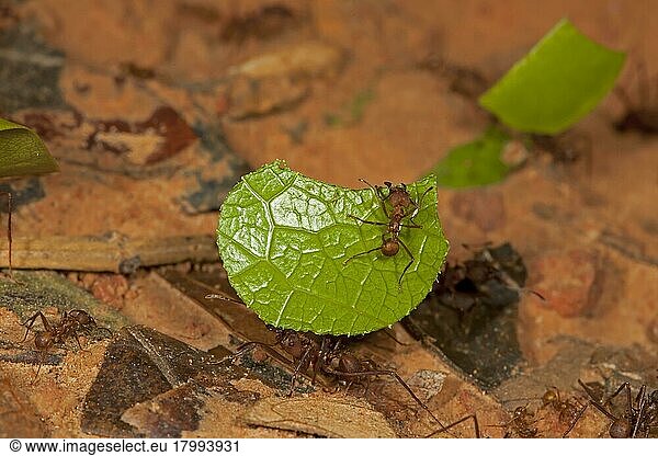 Leafcutter Ant  Leafcutter Ant  Other Animals  Insects  Animals  Ants  Leafcutter Ant (Atta sp.) adults  worker carrying cut leaf with guard  on rainforest floor  Peruvian Amazon  Peru  Septe  South America