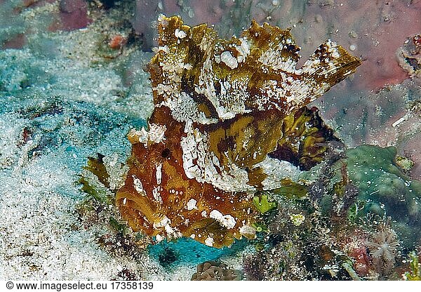 Leaffish (Taeninotus triacanthus)  sitting camouflaged in coral reef  Pacific Ocean  Yap  Federated States of Micronesia