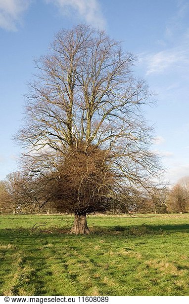 Leafless lime or linden tree with trunk boss shoots in winter stands in grassy field,  Sutton,  Suffolk,  England