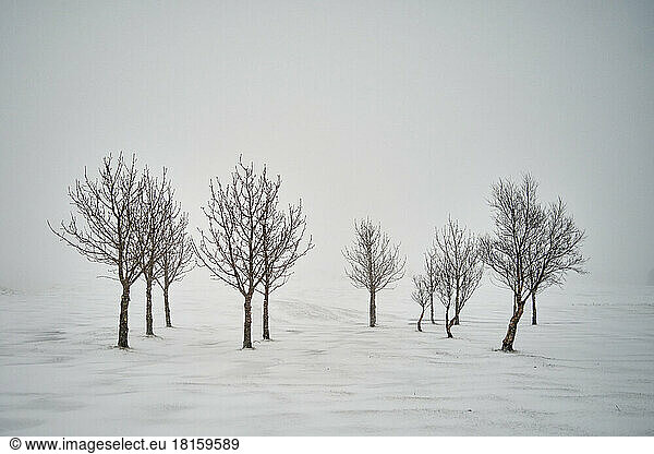 Leafless trees on snowy terrain