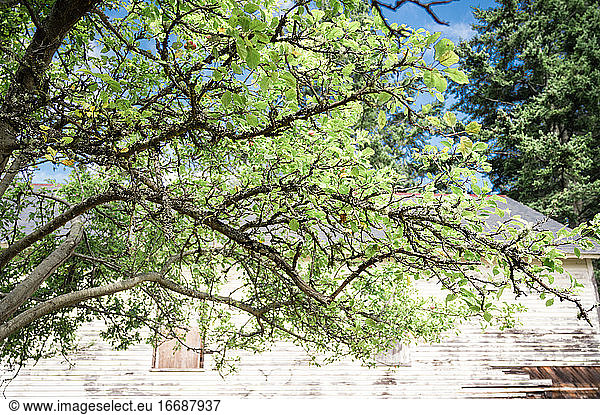 Leafy green apple tree in front of rustic white structure