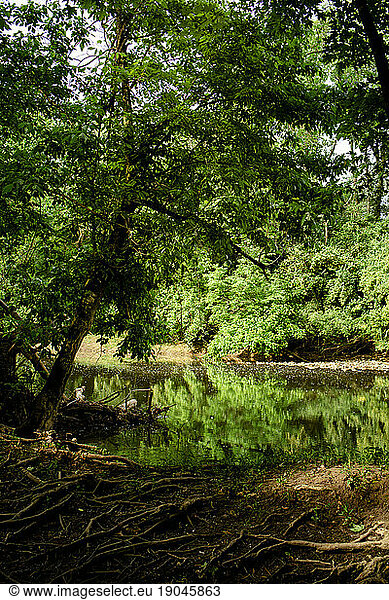 leafy trees are reflected in a slow moving river in wooded area