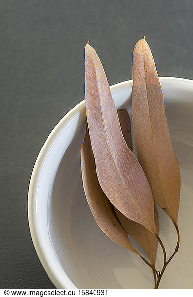 Leaves lying in a white bowl.