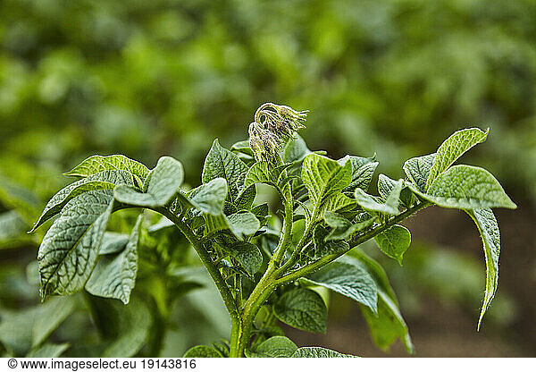 Leaves of potatoes growing in field