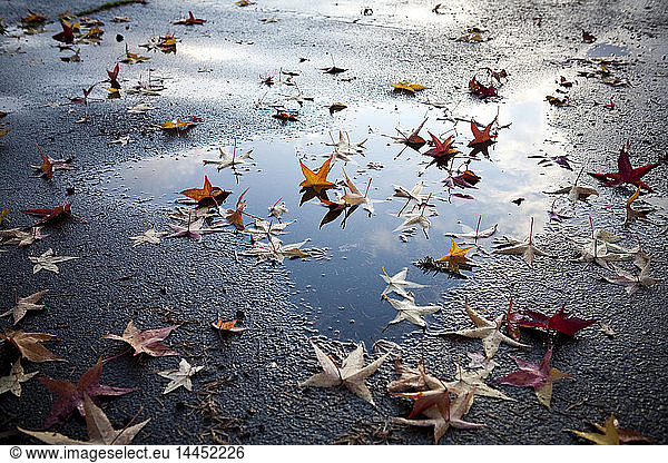 Leaves on street  Seattle  Washington
