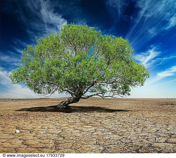 Leben Ökologie Einsamkeit Konzept  einsamen grünen Baum auf rissige Erde
