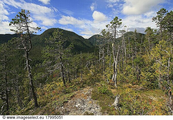 Lebensraum Küstenkiefer (Pinus contorta contorta)  wächst im gemäßigten Küstenregenwald  Pooley Island  Inside Passage  Coast Mountains  Great Bear Rainforest  British Columbia  Kanada  August  Nordamerika
