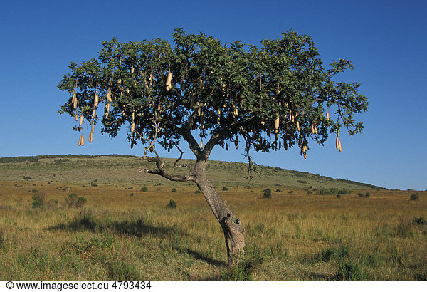 Leberwurstbaum (Kigelia africana)  Kenia  Afrika
