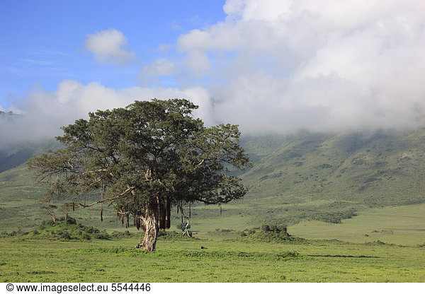 Leberwurstbaum (Kigelia africana  Kigelia pinnata)  Serengeti Nationalpark  Tansania  Afrika