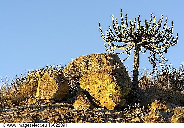 Lebombo-Euphorbia ( Euphorbia confinalis). Krüger-Nationalpark. Mpumalanga. Süd Afrika.