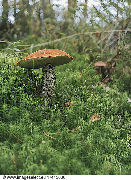 Leccinum Aurantiacum mushroom in forest