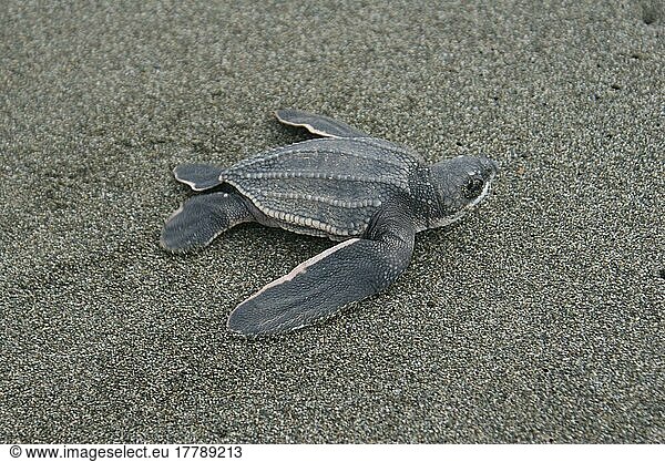 Lederschildkröte  Panama  Mittelamerika