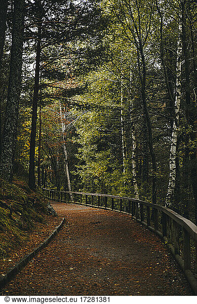 Leerer Fußweg im Herbstwald