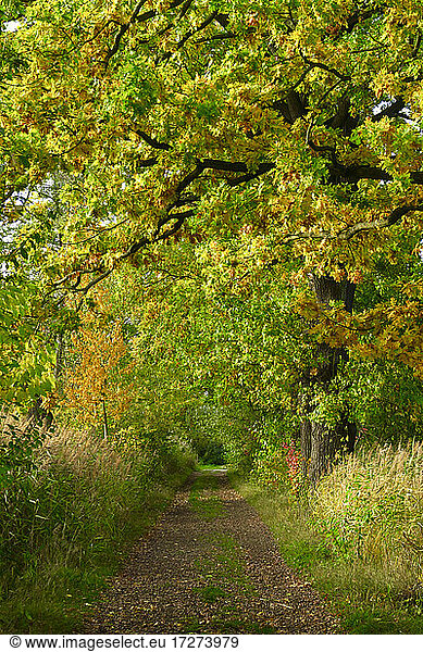 Leerer Wanderweg im Herbstwald
