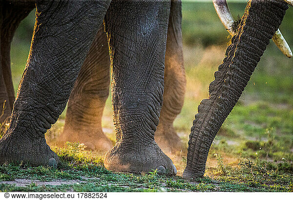 Legs and trunk elephant (Loxodonta africana) in dust. Close-up. Serengeti. National Park. Tanzania.
