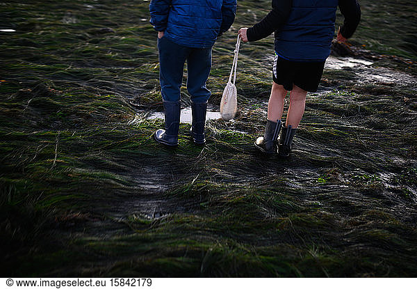 Legs only of two children walking on seagrass at low tide by tide pool
