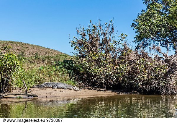 Leistenkrokodil Crocodylus porosus Fluss ungestüm Salzwasser Erwachsener Australien Krokodil Queensland
