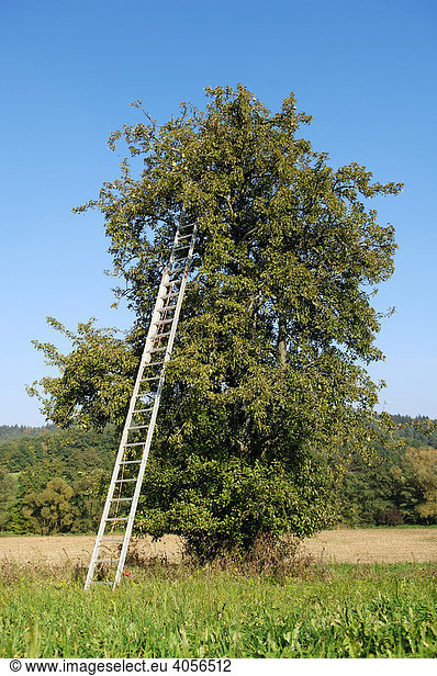 Leiter an einen Birnenbaum gelehnt  Freiröttenbach  Oberfranken  Bayern  Deutschland  Europa