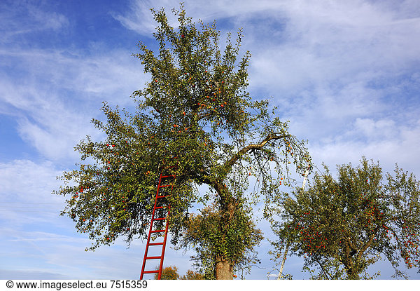 Leiter in Apfelbäumen mit reifen Äpfeln  Eckental  Mittelfranken  Bayern  Deutschland  Europa