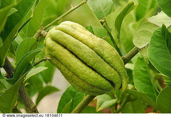Lemon Lemon (Citrus medica) (Citrus medica var. sarcodactylis) Lemon  Bhudda's hand