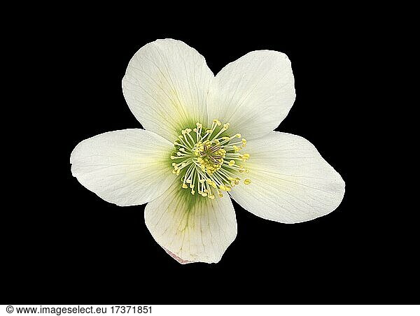 Lenzrose (Helleborus orientalis)  Blüte  Eurasien  Vorkommen Kaukasus  Deutschland  Europa