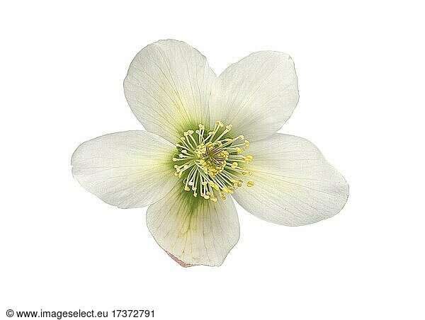 Lenzrose (Helleborus orientalis)  Blüte  Eurasien  Vorkommen Kaukasus  Deutschland  Europa