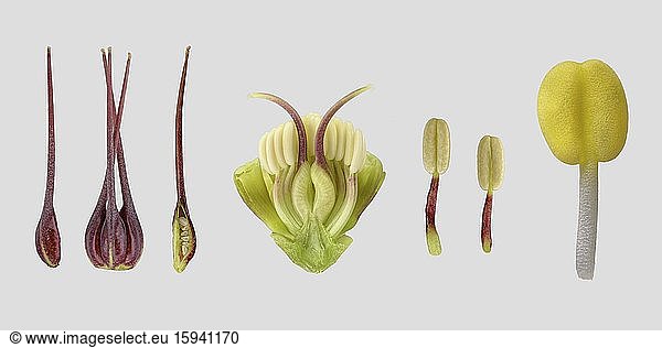Lenzrose (Helleborus orientalis)  Staubblätter  Stempel  Bildtafel  Deutschland  Europa