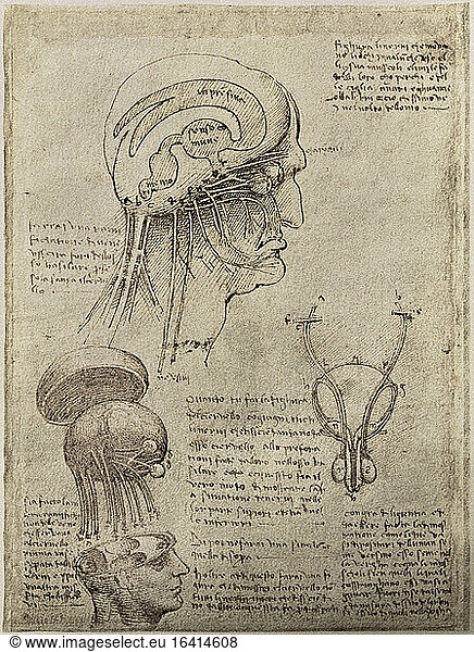Leonardo da Vinci 1452–1519. “Anatomical studies: brain  cavities and nerves / Male urogenital apparatus   circa um 1506/08.
Pen and brown ink.
192 × 135mm.
Inv. Nr. KK 6287 verso
Weimar  Staatliche Kunstsammlungen.