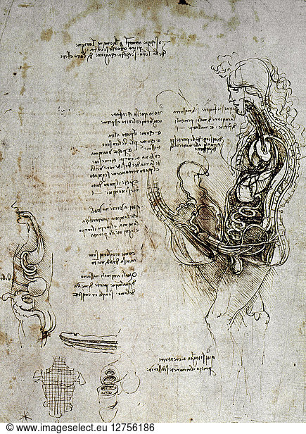 Leonardo Da Vincidrawing Of The Human Sexual Organs Leonardo Da Vincidrawing Of The Human 8694